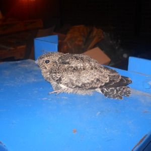 Meet your Posher, Sandra